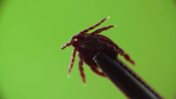 Macro view of dangerous ixodes mite moving its chelas and hold by silver tweezers on a green screen — Stock Video