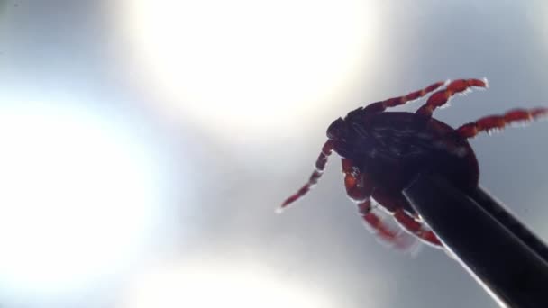 La garrapata peligrosa bajo el microscopio mueve sus patas en imágenes macro — Vídeo de stock