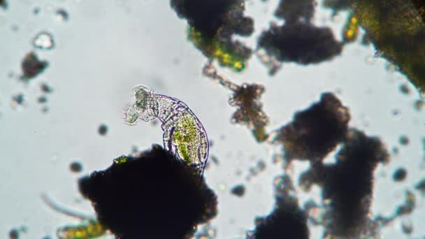 Karmienie rotifer przez filtrowanie słodkiej wody z bliska pod mikroskopem — Wideo stockowe