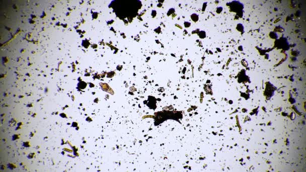 Ротификатор движется в области, полной различных микроорганизмов под микроскопом — стоковое видео