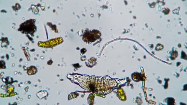 Las cámaras del rotificador sobre el palo y se mueve y se alarga bajo el microscopio — Vídeo de stock