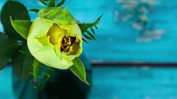 Λήξη του χρόνου ενός μόνο κίτρινου τριαντάφυλλου που ξεθωριάζει και ανθίζει γυρίστηκε από ψηλά σε μακροεντολή — Αρχείο Βίντεο