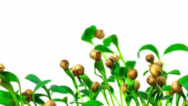 Imágenes aisladas de tallos de cilantro en crecimiento que se despliegan sobre un fondo blanco en timelapse — Vídeos de Stock