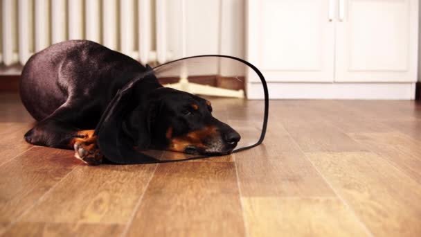 Huge black dog in medical elizabethan collar is laying on the floor — Wideo stockowe