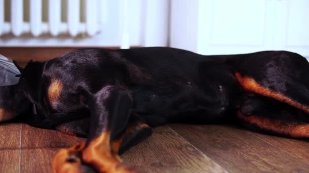 A half asleep sick dog doberman in an e-collar is lying on the floor in close-up — Stock video