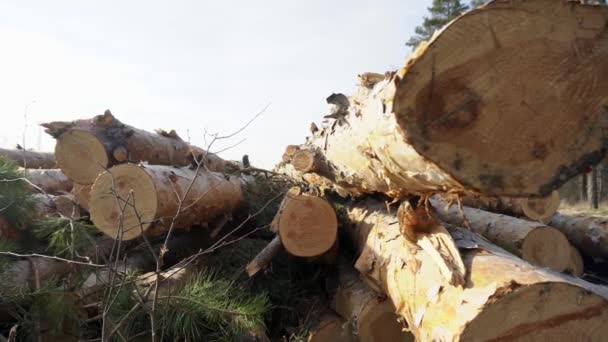 Close-up zicht op gestapelde boomstammen die op zomerdag in het naaldbos liggen — Stockvideo