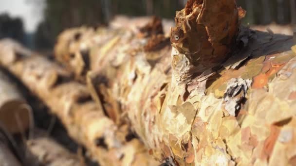 Macro filmagem de troncos de pinho serrados deitados ao ar livre em um dia de verão — Vídeo de Stock