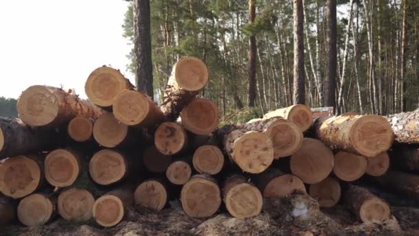 Tumpukan besar batang pohon yang digergaji tergeletak di hutan pinus difilmkan dalam penutupan — Stok Video