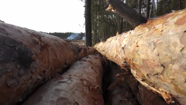 Vista macro de las maderas cortadas que yacen en el bosque con el humo sobre el fondo — Vídeo de stock