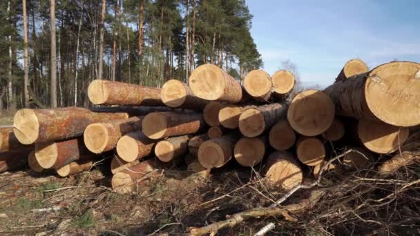 Landschaft mit einem Stapel gefällter Kiefernstämme, die an einem Sommertag im Fichtenwald liegen — Stockvideo