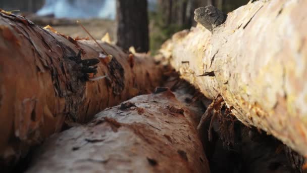 Vista macro de maderas de pino taladas con corteza seca y superficie rugosa que se encuentran en el bosque — Vídeo de stock