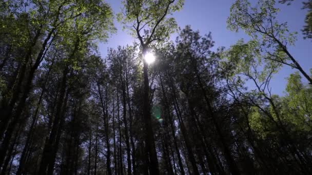 Árvores verdes em uma floresta no dia de verão ensolarado são filmadas de baixo — Vídeo de Stock