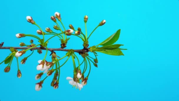 Timelapse de ramita de cerezo en flor con brotes de apertura de flores y hojas verdes sobre fondo azul — Vídeos de Stock