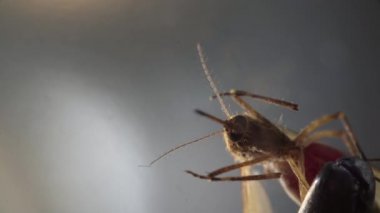 Bacaklarını ve antenlerini cımbızdan kaçmaya çalışan sivrisineklerin makro görüntüleri.