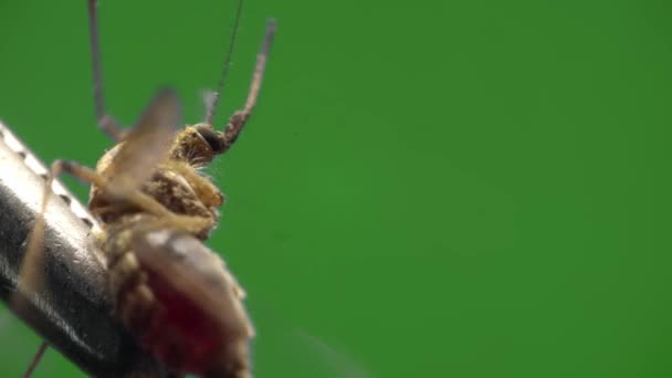 Mosquito é pego e mantido por pinças de prata filmadas sob microscópio em macro na tela verde — Vídeo de Stock