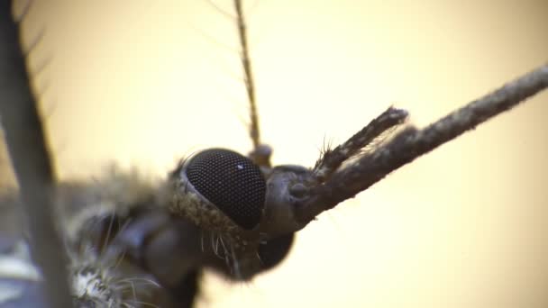 Pemandangan terisolasi makro dari kepala nyamuk yang bergerak chelas dan antena — Stok Video