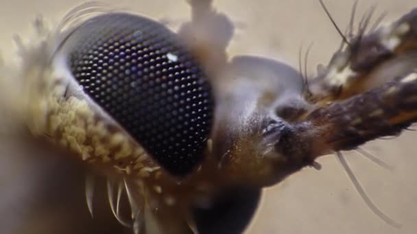 Vue rapprochée d'une tête d'insecte aux grands yeux qui bouge ses chélas — Video