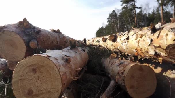 Imágenes de primer plano de troncos de árboles talados uno por uno en el bosque en el día de verano — Vídeos de Stock