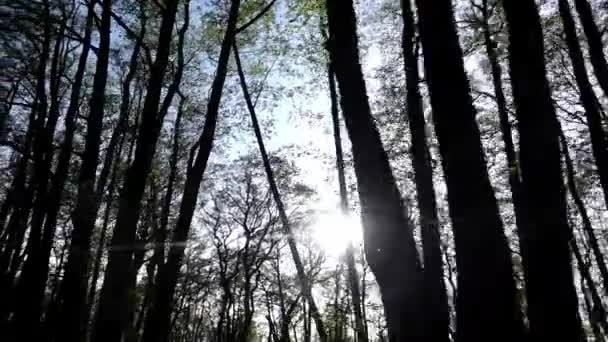 Solen skiner bakom träden i skogen på varm sommardag med på bakgrunden — Stockvideo