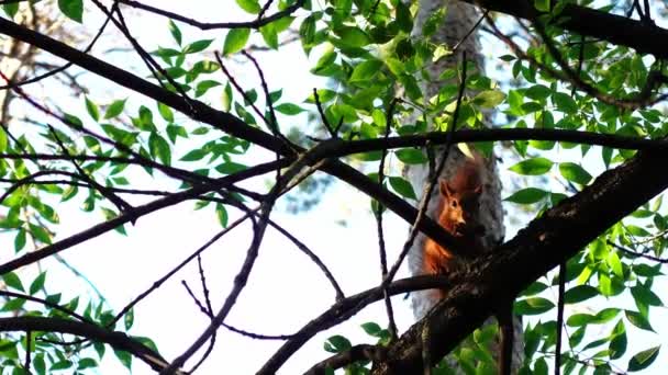 Pequeno esquilo marrom está sentado no galho da árvore na floresta de verão e comer um pedaço de comida — Vídeo de Stock