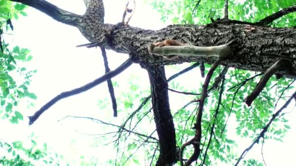 Esquilo marrom está sentado no galho da planta em uma floresta e comer a noz filmada de baixo — Vídeo de Stock