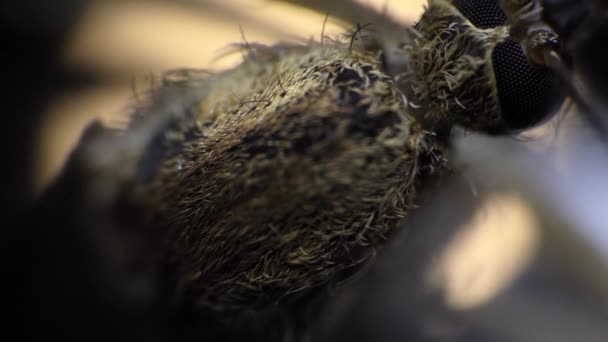 O insectă care încearcă să scape este filmată în macroscop — Videoclip de stoc