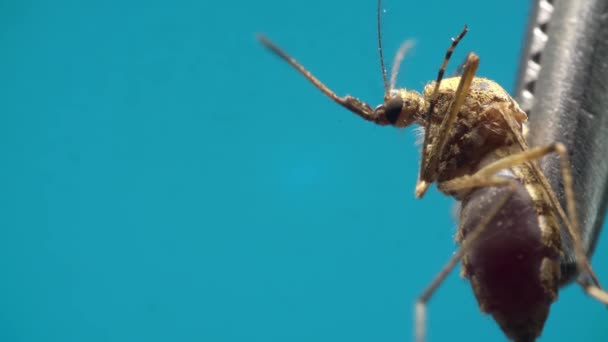 Mosquito tries to escape from tweezers moving its legs and chelas in macro on blue background — Stok Video