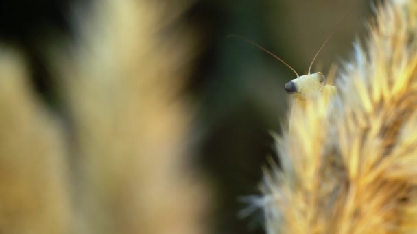 Small yellow mantis is hiding behind the wheatear and moves its head up — 图库视频影像