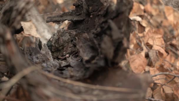 Маленька лісова миша сидить на корі і облизує себе в осінній день у повільному темпі — стокове відео