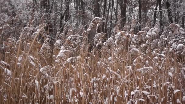 Cespugli di canna secca ghiacciata tra fiocchi di neve cadenti al rallentatore con alberi sullo sfondo — Video Stock