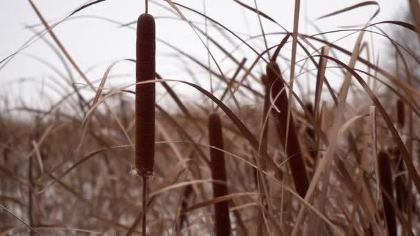 特写镜头和慢镜头下冬季生长着芦苇和草的田野景观 — 图库视频影像