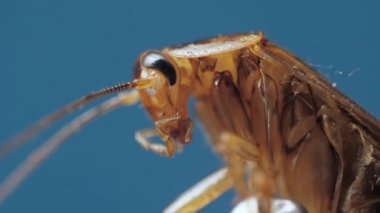 Makro görünüm, kahverengi ürkütücü hamamböceğinin mikroskobu altında. Krom anahtarda kelas ve antenleri hareket ettiriyor.