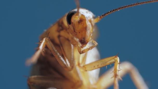 복부에 다리가 있고 안테나가 달린 갈색 바퀴벌레의 몸은 푸른 배경 위에 매크로로 촬영된다 — 비디오