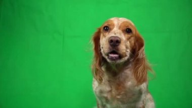 Melez spanyel 'in portresi yeşil ekran arka planındaki kameraya bakıyor.