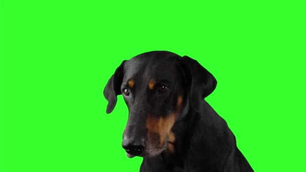 Retrato de perro de raza pura negro mirando a la cámara y ladrando sobre un fondo de pantalla verde — Vídeo de stock