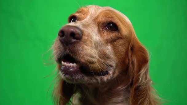 Съемка крупным планом чистокровной домашней собаки, смотрящей в камеру и дышащей на хроматический ключ — стоковое видео