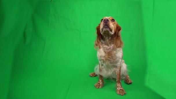 Red Spaniel está sentado y mirando hacia arriba en espera de algo en una clave de croma — Vídeos de Stock