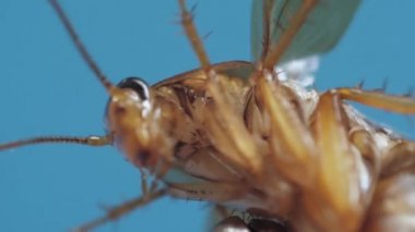 Brown cockroach is hold by silver tweezers and tries to escape moving its legs and antennas