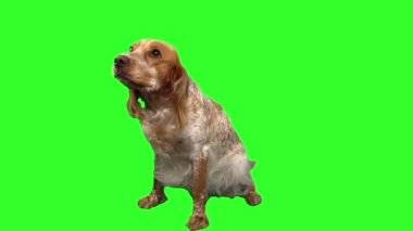 Spaniel is sitting moving its paws and barking on green screen background