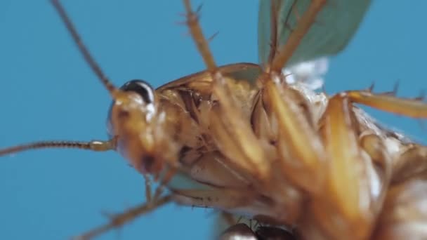 Brown cockroach is hold by silver tweezers and tries to escape moving its legs and antennas — Vídeos de Stock