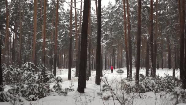 Вид на сосновий ліс і людину, яка катається на лижах у сніговий холодний день у повільному русі — стокове відео