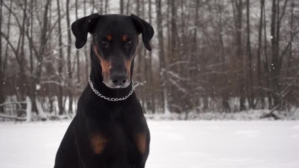 Portret czarnego psa czystej krwi siedzącego w zimowym lesie i patrzącego w kamerę w zwolnionym tempie — Wideo stockowe