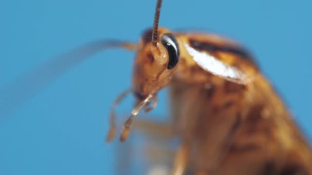 Макро-вид коричневого таракана, двигающего ногами и антеннами на синем фоне — стоковое видео