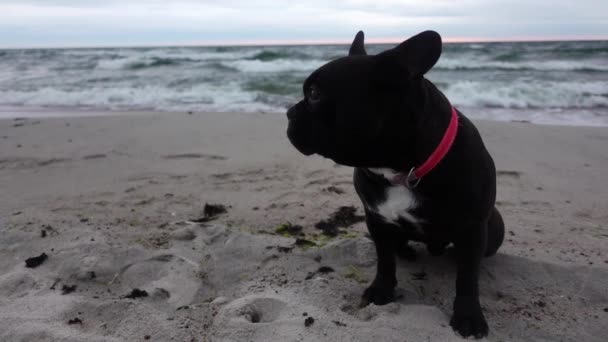 En svart renrasig mops sitter på sandstranden med havet på bakgrunden i slow motion — Stockvideo