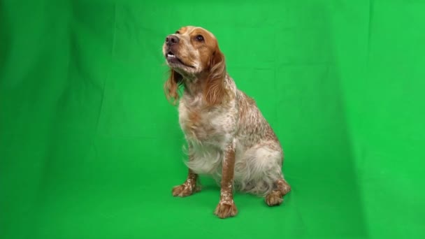 Il cane è seduto e muove le zampe impaziente guardando in alto sul tasto chroma — Video Stock