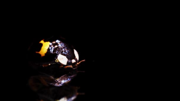 Żółta biedronka porusza antenami i obraca się na czarnym tle — Wideo stockowe