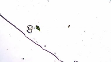 Küçük yeşil Euglena mikroskop altında kendi etrafında dönüyor.