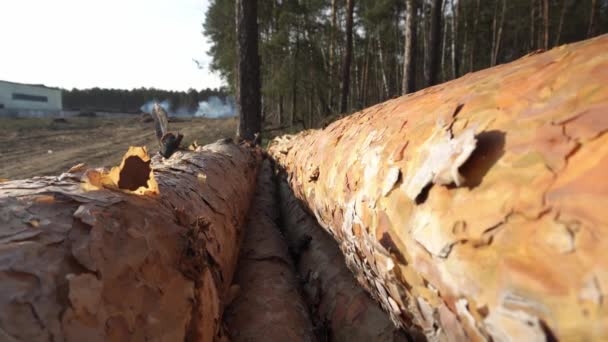 Zbliżenie tarcicy w lesie na tle dymu z pożaru — Wideo stockowe