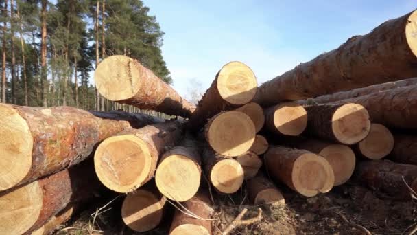 Fresh sawn trunks of coniferous trees in the forest close-up, panning at a summer day — Stock Video