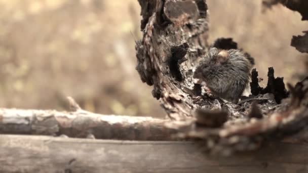 Waldmaus knirscht ein Stück Mehl, das sich am Septembertag in einer Baumhöhle versteckt — Stockvideo
